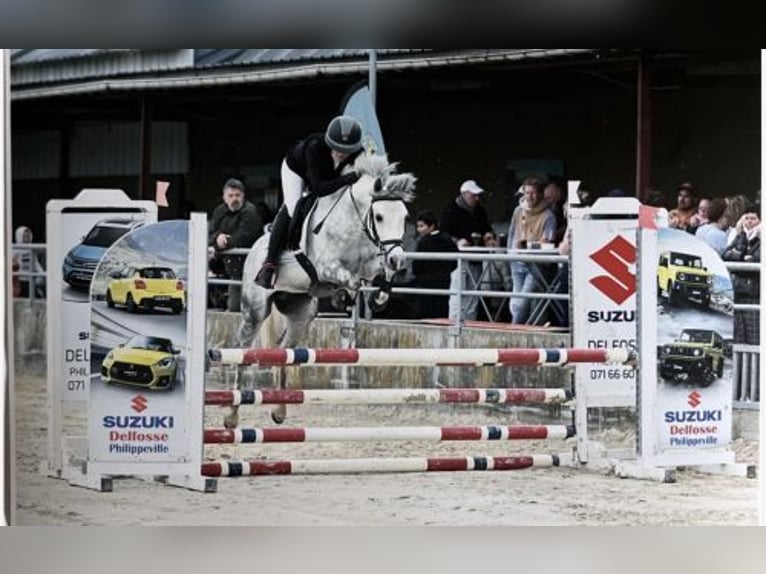 Altre razze Stallone 4 Anni 139 cm Grigio in Oost West en Middelbeers