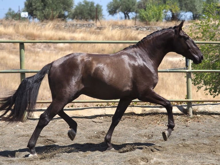 Altre razze Stallone 4 Anni 163 cm Morello in NAVAS DEL MADRONO