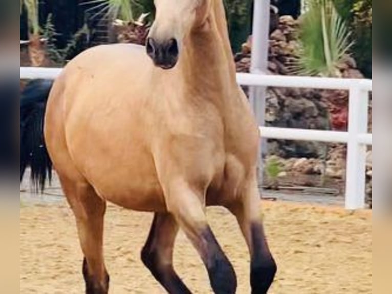 Altre razze Mix Stallone 4 Anni 166 cm Baio ciliegia in Malaga