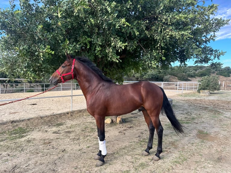 Altre razze Mix Stallone 5 Anni 160 cm Baio in Pago Del Humo