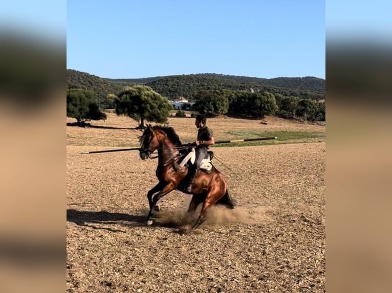 Altre razze Mix Stallone 5 Anni 160 cm Baio in Pago Del Humo