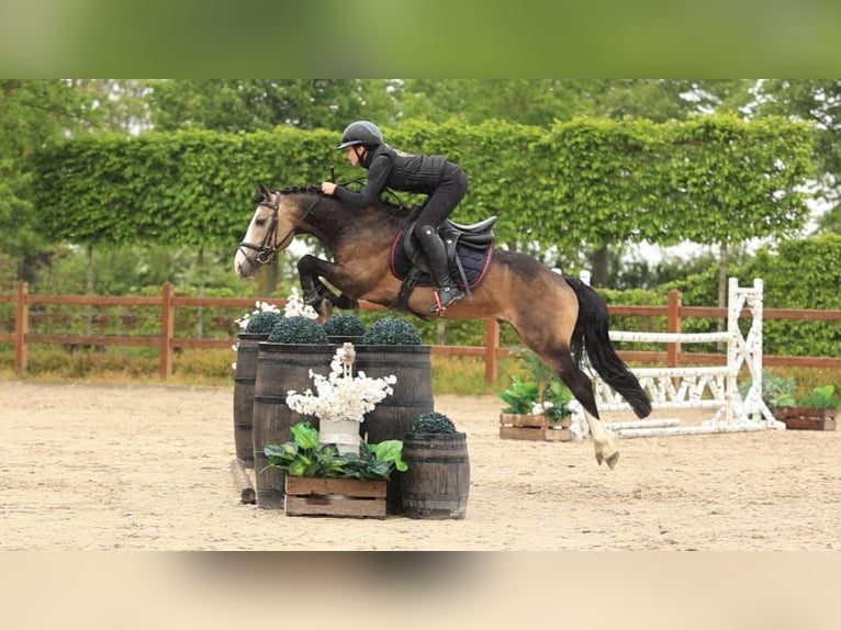 Altre razze Stallone 6 Anni 138 cm Pelle di daino in Oost West en Middelbeers