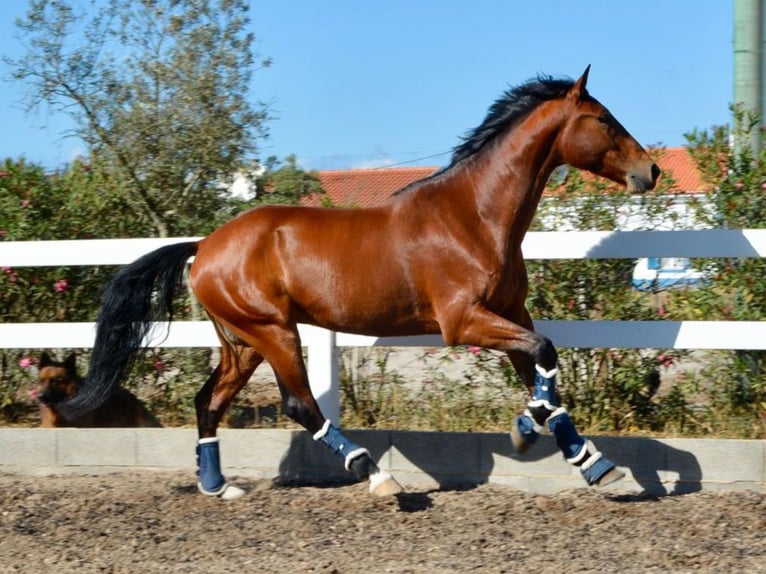 Altre razze Stallone 6 Anni 165 cm Baio in Navas Del Madroño