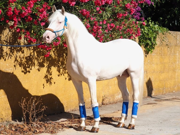 Altre razze Stallone 7 Anni 160 cm Perlino in NAVAS DEL MADRONO