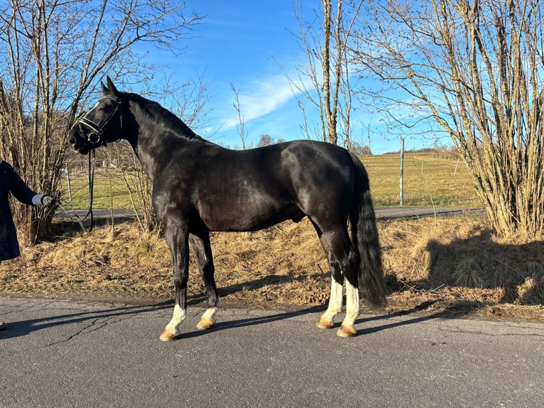 Altre razze Stallone 7 Anni 164 cm Morello in Herbstein