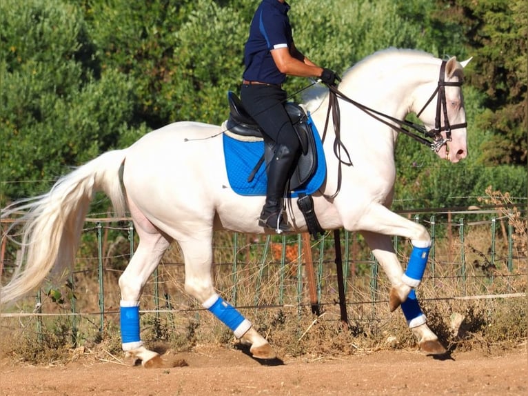 Altre razze Stallone 8 Anni 160 cm Perlino in NAVAS DEL MADRONO