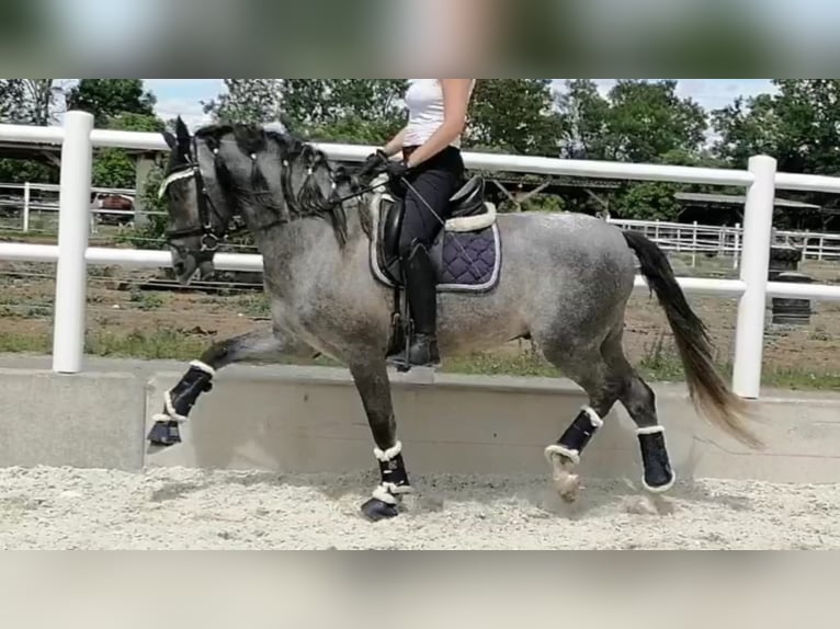 Altre razze Stallone 8 Anni 163 cm Grigio in NAVAS DEL MADRONO