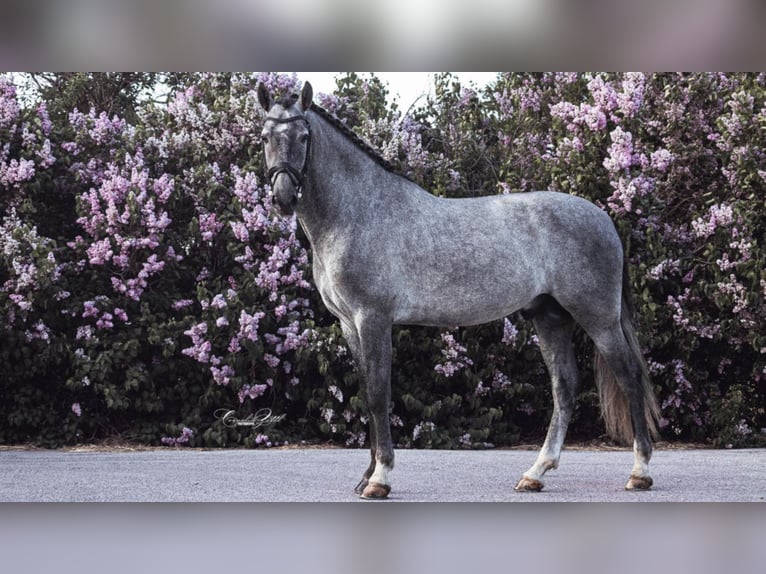 Altre razze Stallone 8 Anni 163 cm Grigio in NAVAS DEL MADRONO