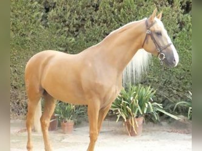 Altre razze Mix Stallone 8 Anni 166 cm Overo-tutti i colori in Sevilla