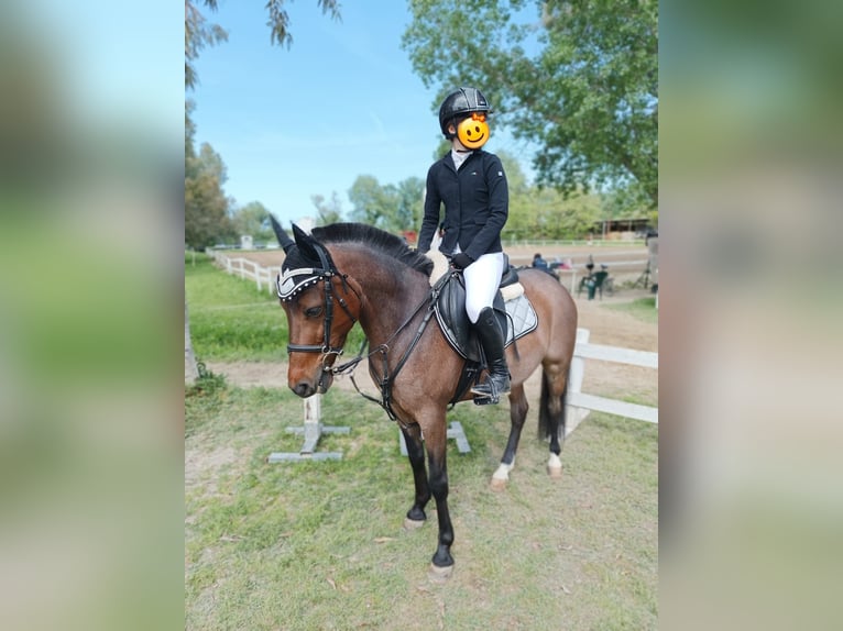 Altre razze Mix Stallone 9 Anni 138 cm Roano blu in Lanciano