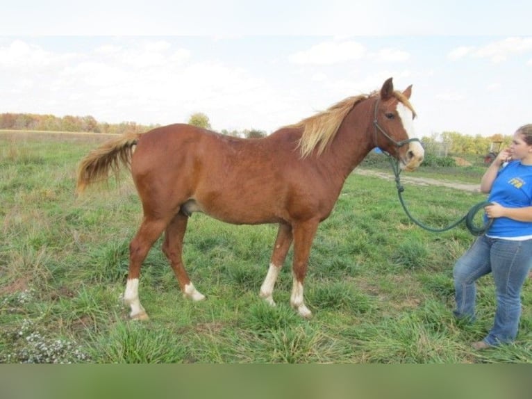 Altre razze Stallone 9 Anni 60 cm Baio in Mojave