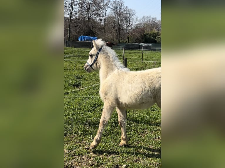 Altre razze Stallone Puledri (01/2026) 100 cm Palomino in Bergamo
