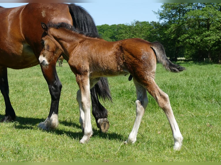 Altre razze Stallone Puledri (04/2026) 145 cm Baio in Lathen