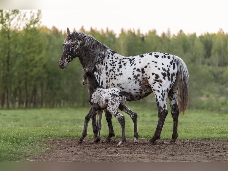 Altre razze Mix Stallone Puledri (05/2024) 164 cm Leopard in Augšdaugavas novads