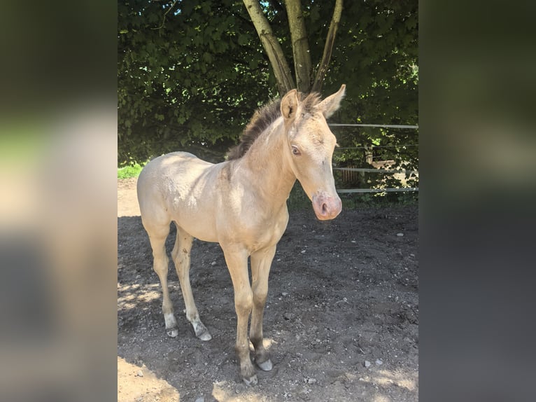 Altre razze Stallone Puledri (05/2026) 165 cm Champagne in Monnetier-Mornex