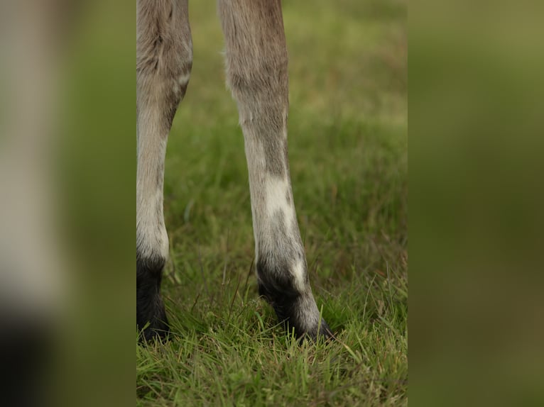 Altre razze Mix Stallone Puledri (03/2026) Leopard in Chaudefonds sur layon