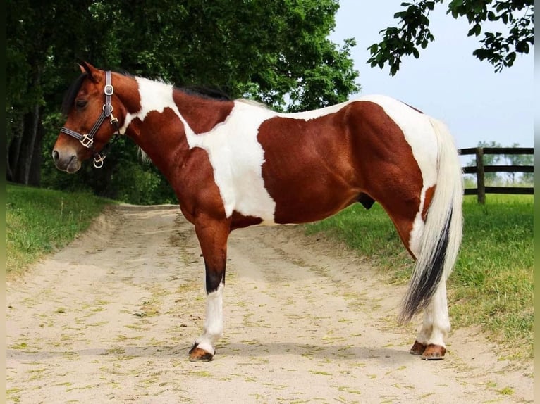 Altri cavalli a sangue caldo Castrone 10 Anni 132 cm Tobiano-tutti i colori in Highland MI