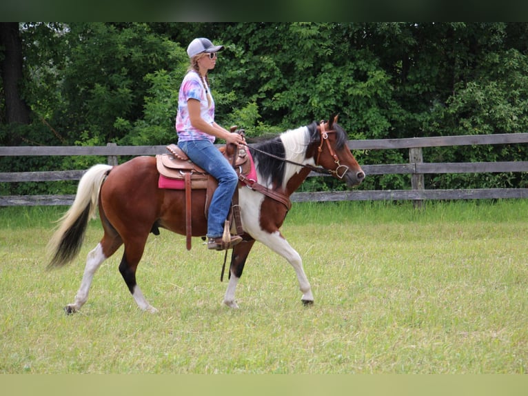 Altri cavalli a sangue caldo Castrone 10 Anni 132 cm Tobiano-tutti i colori in Highland MI