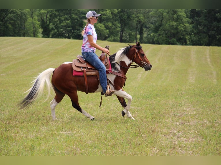 Altri cavalli a sangue caldo Castrone 10 Anni 132 cm Tobiano-tutti i colori in Highland MI