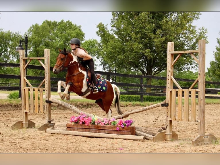 Altri cavalli a sangue caldo Castrone 10 Anni 132 cm Tobiano-tutti i colori in Highland MI