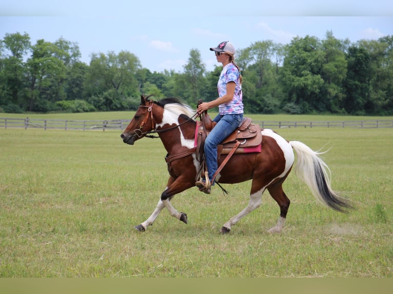 Altri cavalli a sangue caldo Castrone 10 Anni 132 cm Tobiano-tutti i colori in Highland MI