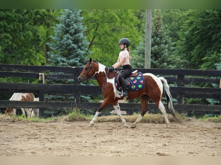 Altri cavalli a sangue caldo Castrone 10 Anni 132 cm Tobiano-tutti i colori in Highland MI