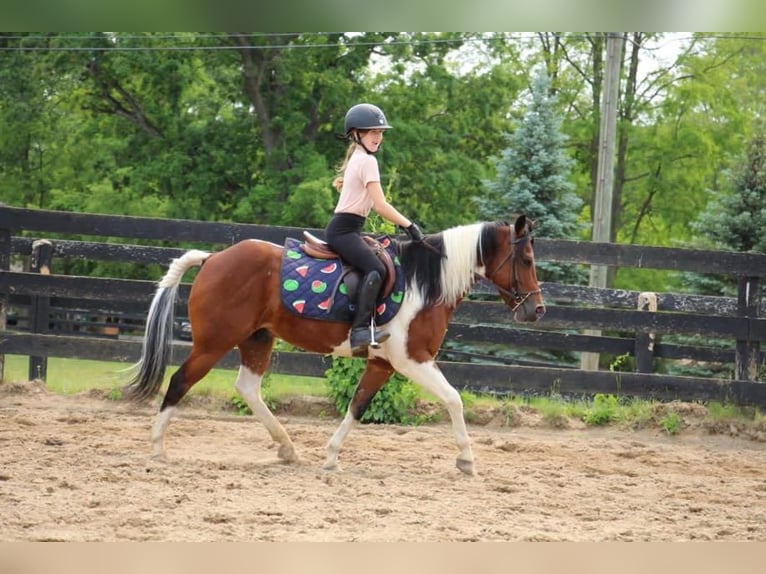 Altri cavalli a sangue caldo Castrone 10 Anni 132 cm Tobiano-tutti i colori in Highland MI