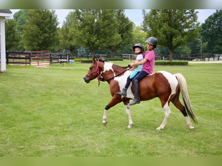 Altri cavalli a sangue caldo Castrone 10 Anni 132 cm Tobiano-tutti i colori in Highland MI