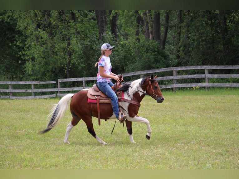 Altri cavalli a sangue caldo Castrone 10 Anni 132 cm Tobiano-tutti i colori in Highland MI