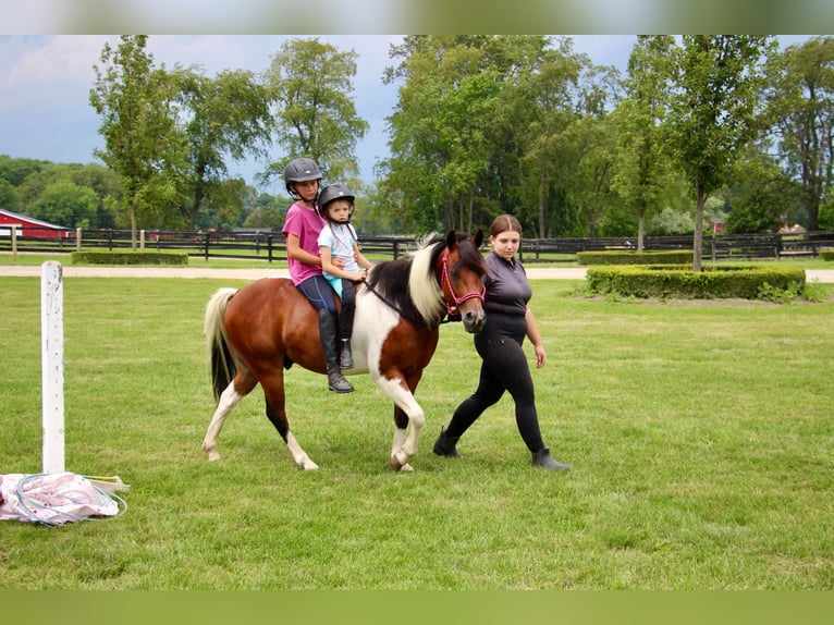 Altri cavalli a sangue caldo Castrone 10 Anni 132 cm Tobiano-tutti i colori in Highland MI