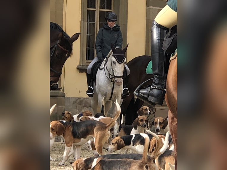 Altri cavalli a sangue caldo Castrone 10 Anni 155 cm Grigio pezzato in Mainbernheim