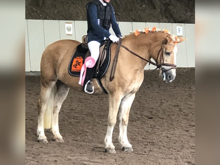 Altri cavalli a sangue caldo Castrone 10 Anni 155 cm Grigio pezzato in Mainbernheim