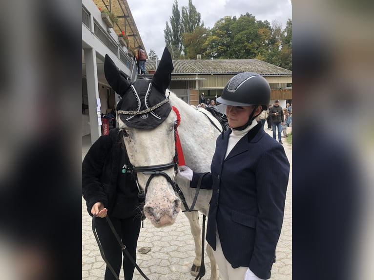 Altri cavalli a sangue caldo Castrone 10 Anni 155 cm Grigio pezzato in Mainbernheim