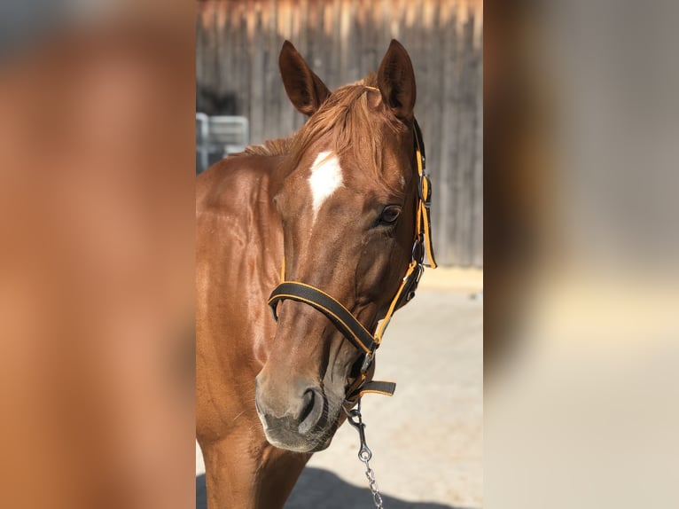 Altri cavalli a sangue caldo Castrone 10 Anni 155 cm Grigio pezzato in Mainbernheim