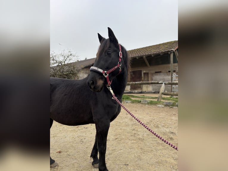 Altri cavalli a sangue caldo Castrone 10 Anni 158 cm Baio scuro in Leibertingen