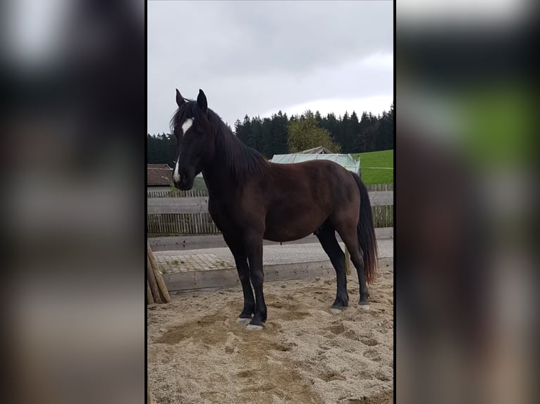 Altri cavalli a sangue caldo Castrone 10 Anni 160 cm Baio nero in Babensham