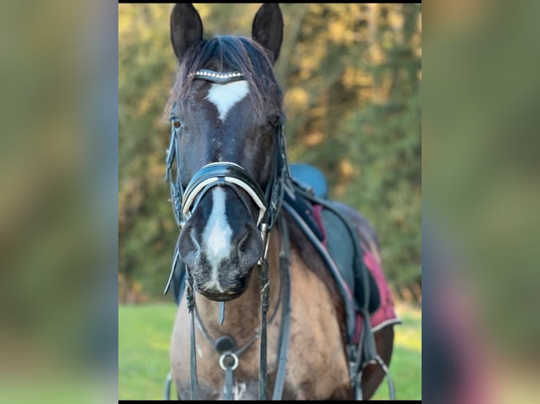 Altri cavalli a sangue caldo Castrone 10 Anni 160 cm Baio nero in Babensham