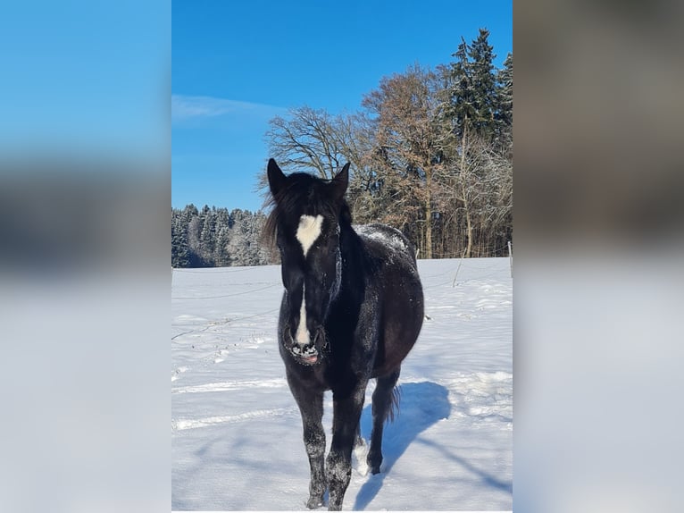 Altri cavalli a sangue caldo Castrone 10 Anni 160 cm Baio nero in Steinhöring