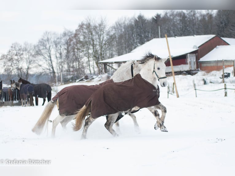 Altri cavalli a sangue caldo Castrone 10 Anni 160 cm Grigio rossastro in Braunschweig
