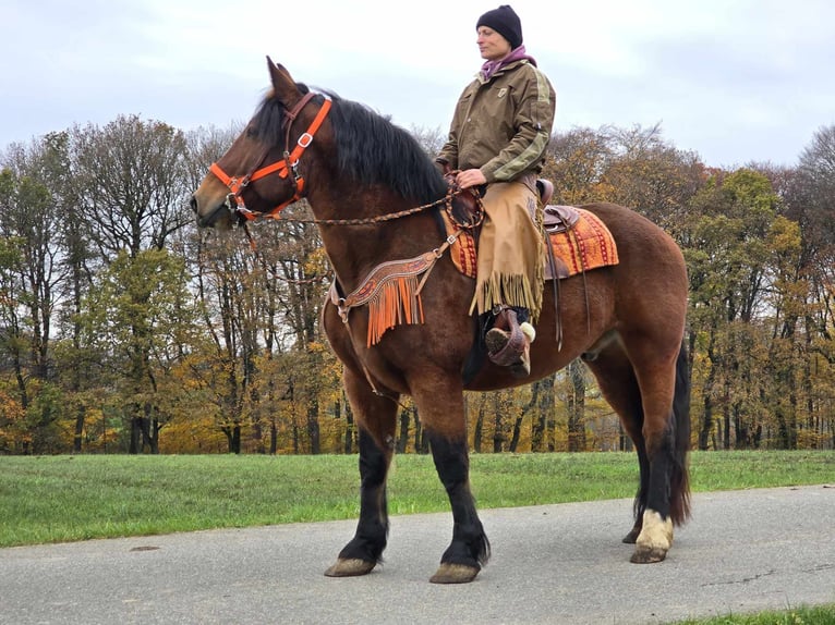 Altri cavalli a sangue caldo Castrone 10 Anni 162 cm Baio in Linkenbach