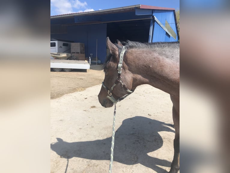 Altri cavalli a sangue caldo Mix Castrone 10 Anni 162 cm in Maissau