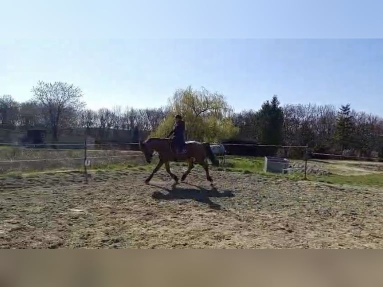 Altri cavalli a sangue caldo Mix Castrone 10 Anni 162 cm in Maissau