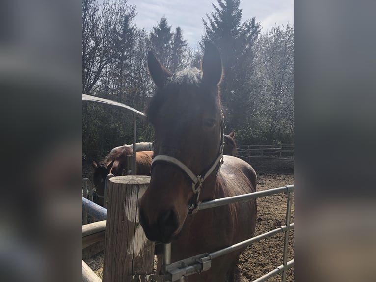 Altri cavalli a sangue caldo Mix Castrone 10 Anni 162 cm in Maissau