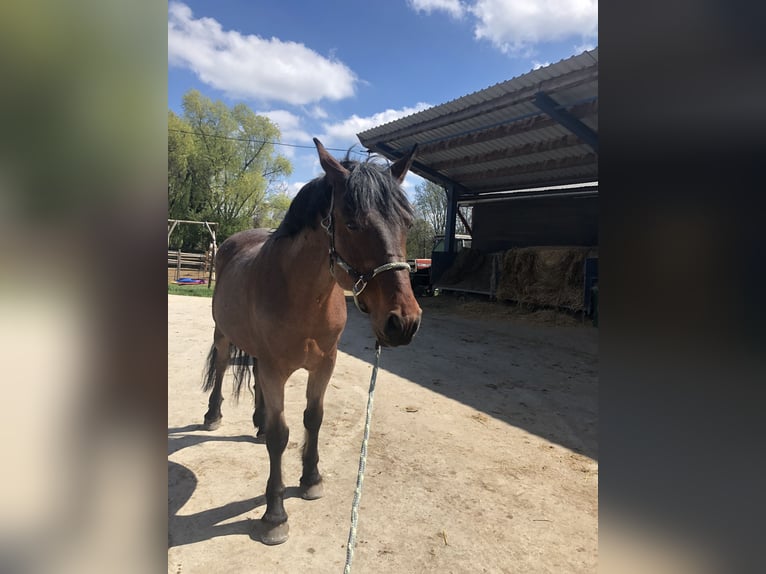 Altri cavalli a sangue caldo Mix Castrone 10 Anni 162 cm in Maissau