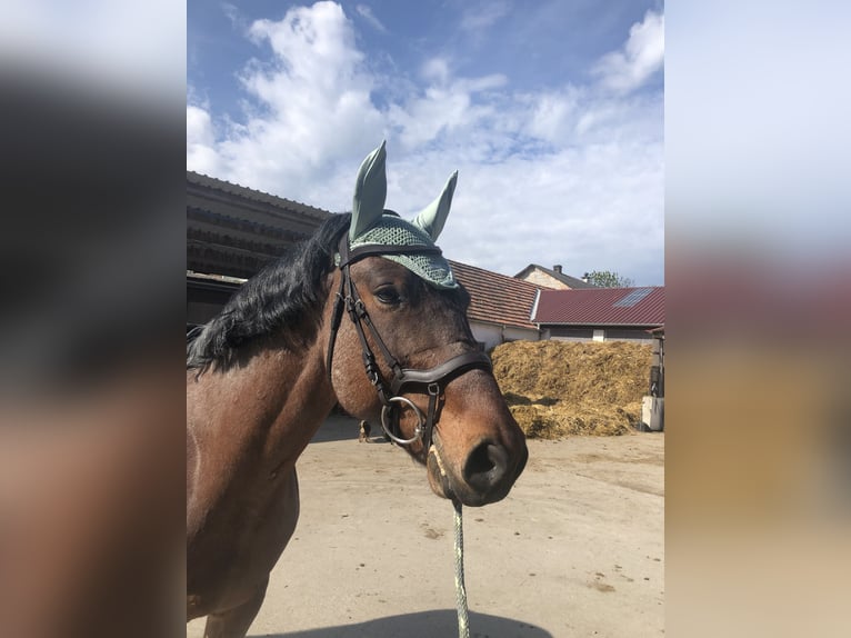 Altri cavalli a sangue caldo Mix Castrone 10 Anni 162 cm in Maissau