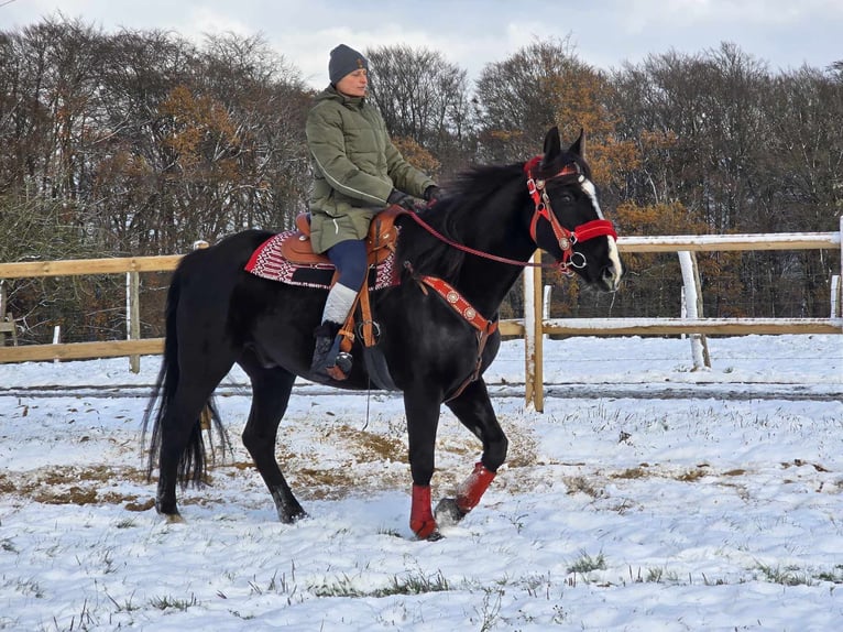 Altri cavalli a sangue caldo Castrone 10 Anni 162 cm Morello in Linkenbach