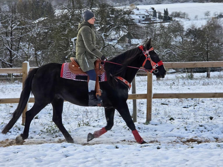 Altri cavalli a sangue caldo Castrone 10 Anni 162 cm Morello in Linkenbach