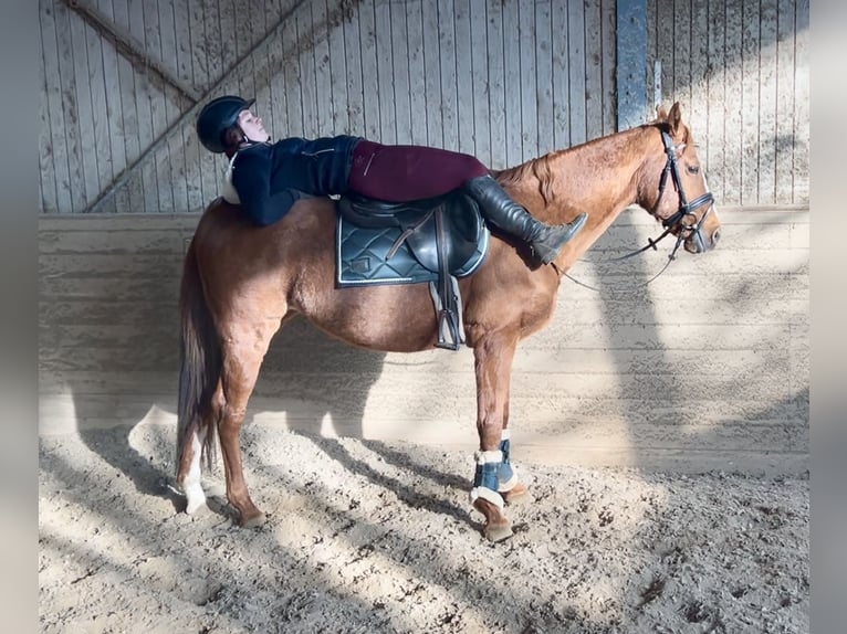 Altri cavalli a sangue caldo Castrone 10 Anni 162 cm Sauro in Pelmberg