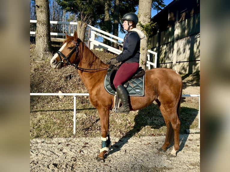 Altri cavalli a sangue caldo Castrone 10 Anni 162 cm Sauro in Pelmberg