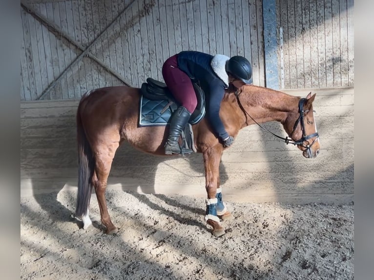 Altri cavalli a sangue caldo Castrone 10 Anni 162 cm Sauro in Pelmberg